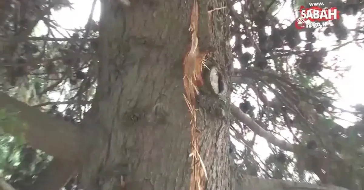 yagmurdan korunmak icin agac altina saklanan adam yildirim carpmasi sonucu oldu video videosunu izle son dakika haberleri