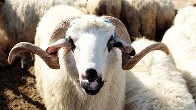 kurban keserken okunacak dualar