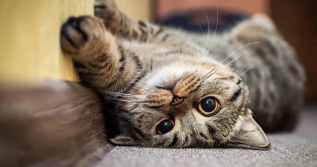 Ruyada Kedi Gormek Ne Anlama Gelir Ruyada Kedi Sevmek Kedi Isirmasi Kedi Tirmalamasi Ruya Tabirleri Son Dakika Yasam Haberleri
