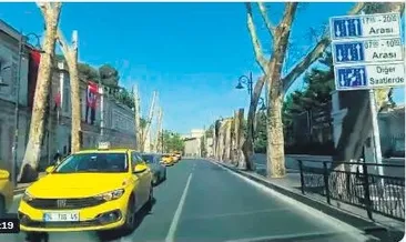 Tarihi çınarlar ölüme terk edildi