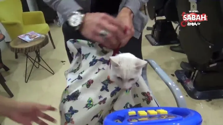 Sokak kedisinin tıraş keyfi