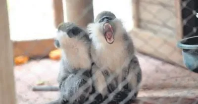 Nuh’un gemisi gibi karavan!