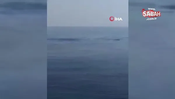 Akdeniz’in balinaları Kıbrıs açıklarında görüldü