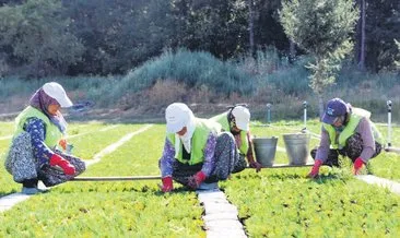 6 yılda 280 milyon fidan dikildi 