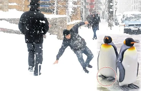 karda-dusmeye-karsi-penguen-adimi-atin-1740066132141.jpeg