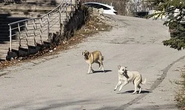 Ankara’nın dört bir yanında sokak köpekleri saldırıyor!