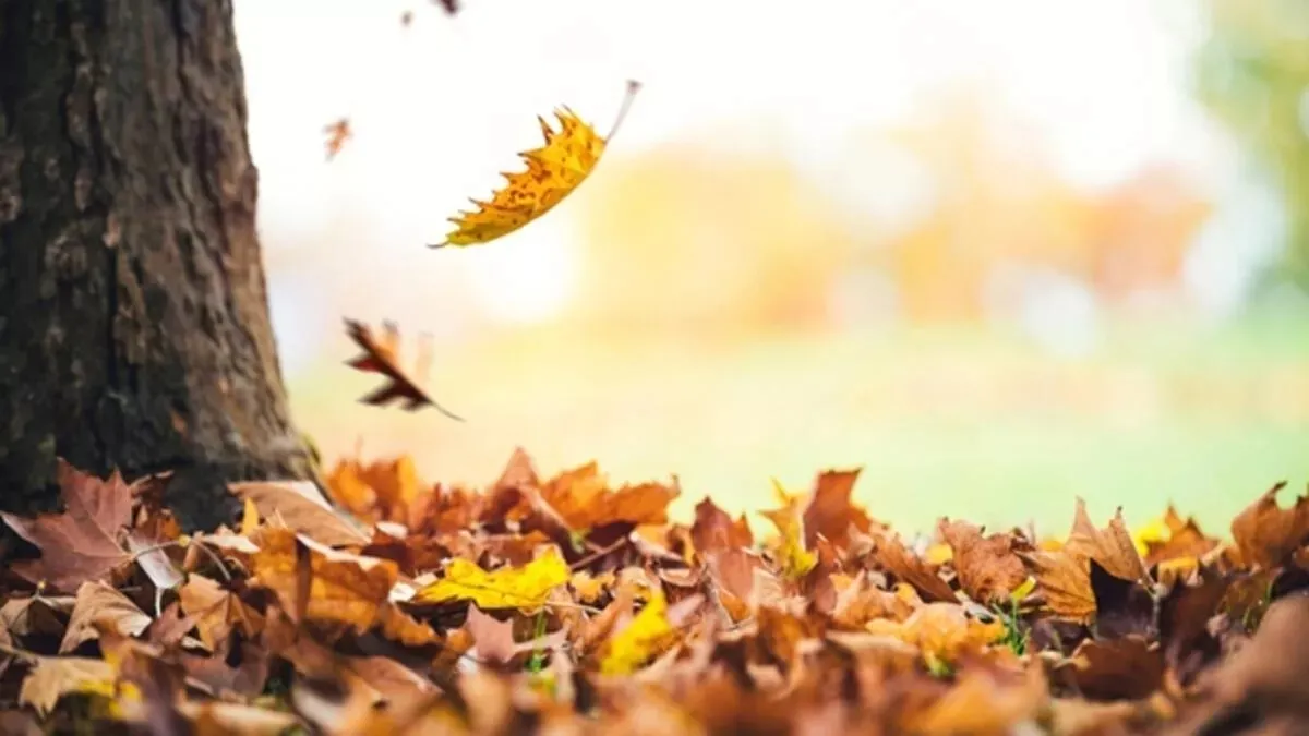 Hoş Geldin Kasım Mesajları 2025! Resimli, farklı, en güzel ve en anlamlı Kasım ayı sözleri ve şiirleri