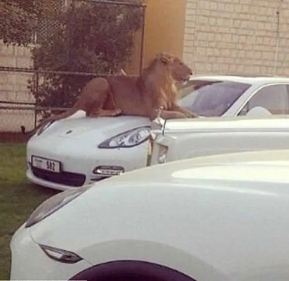 Dubai Prensi'nin birbirinden çılgın fotoğrafları!