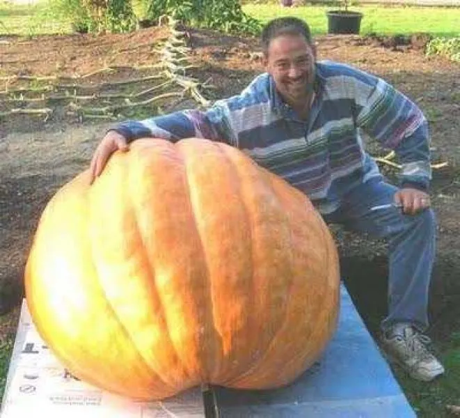 Dünyanın en büyük meyve ve sebzeleri