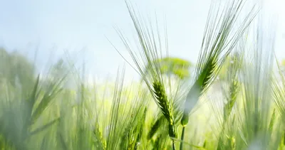 Genetiği değiştirilmiş bitkileri kullanarak et üretecekler!