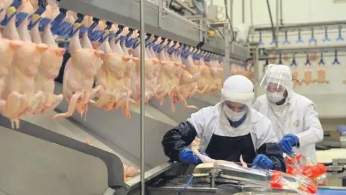 Piliç eti üreticilerine 3.7 milyar lira rekabet cezası Piliç eti üreticilerine 3.7 milyar lira rekabet cezası