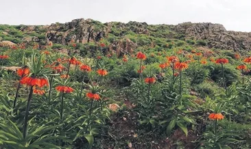 ‘Ağlayan gelin’ler dağları süsledi