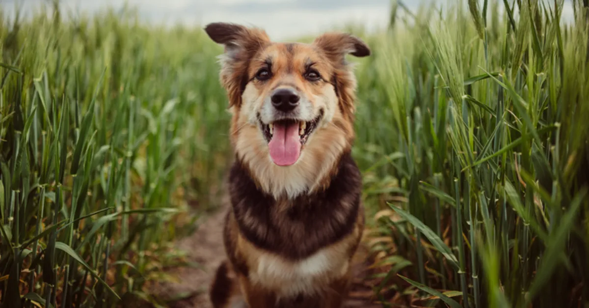 √ Köpekler kaç ayda doğum yapar