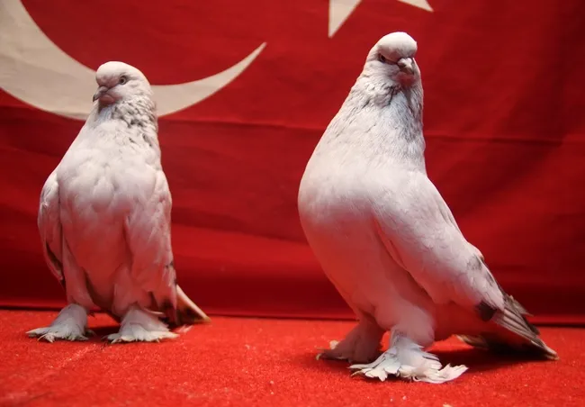 son-dakika-guvenlik-kamerasi-celik-kapi-belcika-kurdu-800-bin-tllik-guvercinlerini-boyle-koruyor-1790669554259.jpg