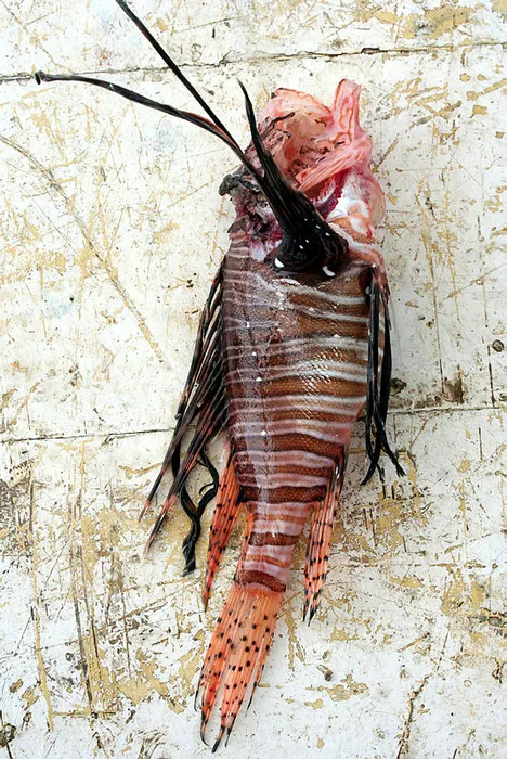 Mersin'de yakalandı! EÄer dokunursanız...