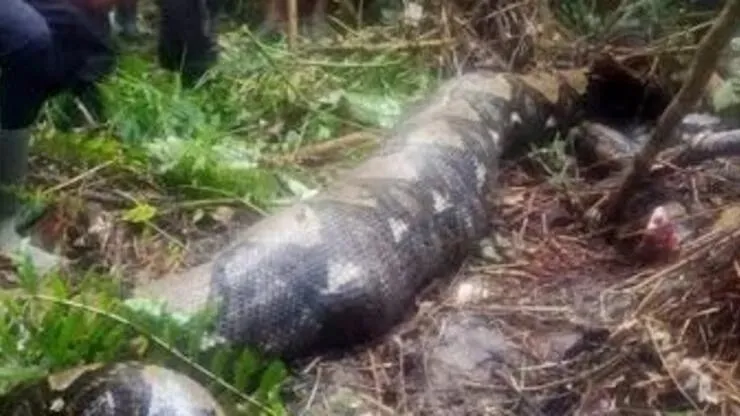 Dünyayı şoke eden görüntüler! Yaşlı kadın pitonun midesinden çıktı: İşte o görüntüler