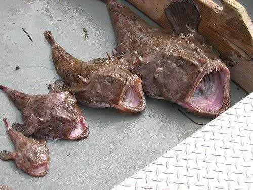 Hiç böyle balık gördünüz mü?