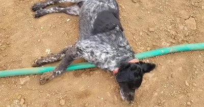 Fethiye’de 2 köpek zehirlendi, mahalle sakinleri tepki gösterdi