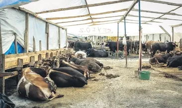 Bu yıl kurbanlıklar deprem bölgesine