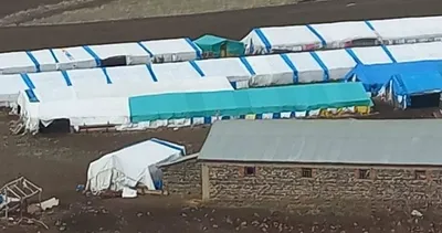 Ağıla Giren Kurt 53 Koyunu Telef Etti