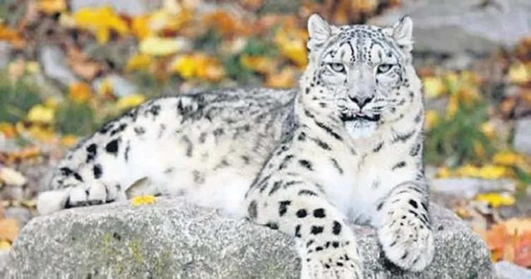 Üç kar leoparı koronadan öldü