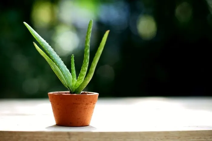 Aloe vera faydaları ile konuşuluyor!