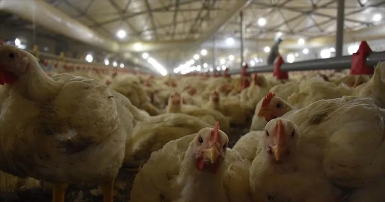 Tavuk eti üretimi haziranda arttı