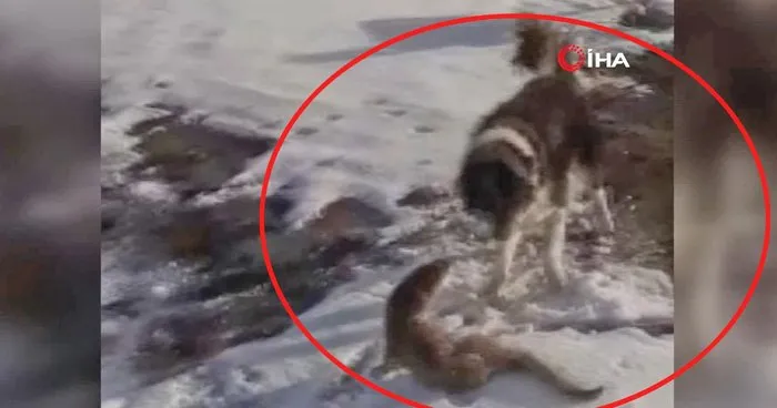 Ardahan’da köpeklerin parçalamaya çalıştığı su samuru son anda böyle kurtuldu | Video