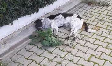 Karaburun’da hayvan katliamı: 4 köpek ve 1 kedi zehirlendi #izmir