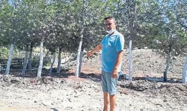 Kaçak ağaç mı olur?