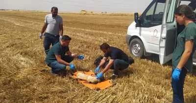 Biçerdöverin altında kalan köpek hayatını kaybetti #mardin