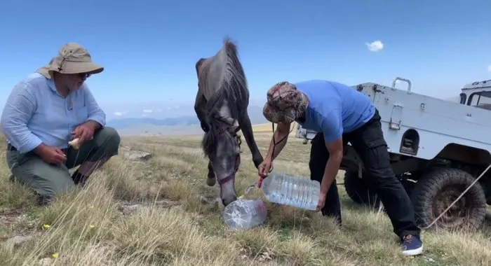 Yuları kayaya dolanan at, 20 sonra amatör telsizciler tarafından kurtarıldı