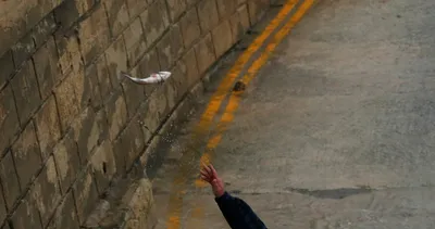 Fırtınada balıklar karaya vurdu