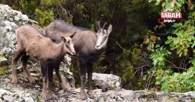 Gümüşhane’de çengel boynuzlu dağ keçileri böyle görüntülendi | Video