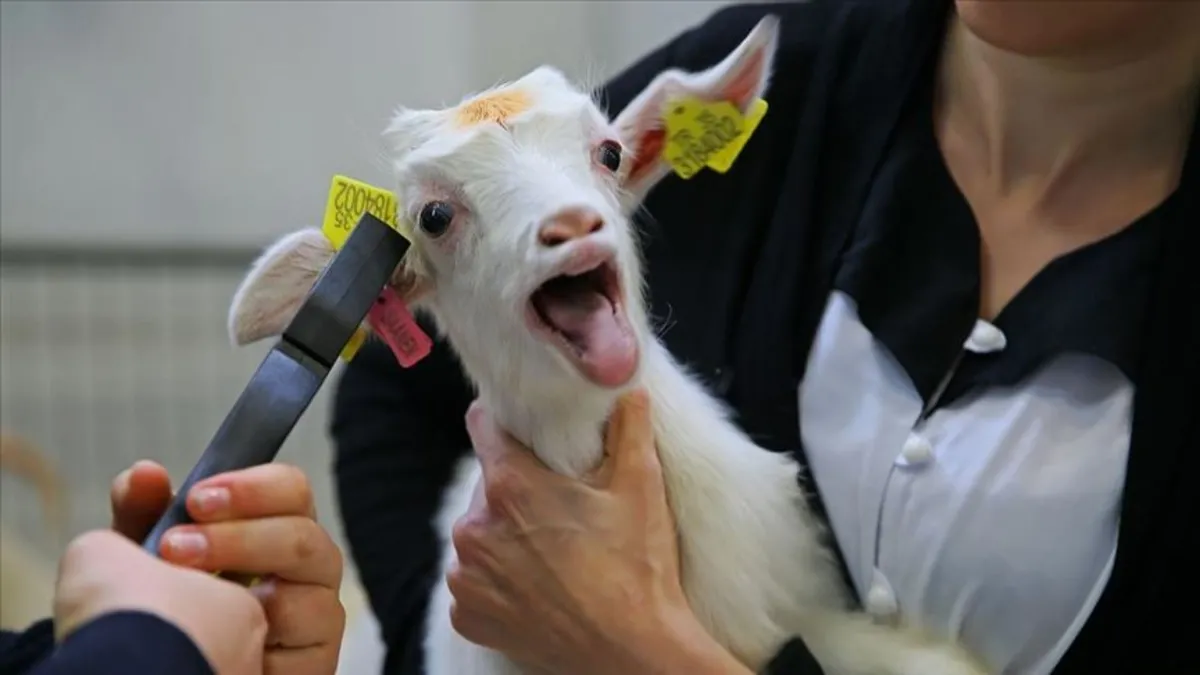 Aşı ve küpe ücretleri destek ödemesinden kesilecek Aşı ve küpe ücretleri destek ödemesinden kesilecek