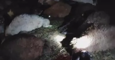 Bingöl'de yıldırım çarpan sürüde 30 koyun telef oldu #bingol