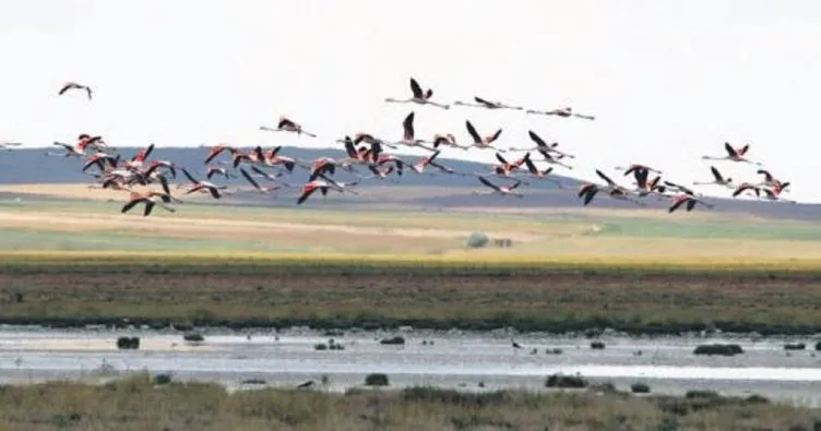 Flamingolar Tuz Gölü’nde