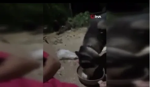 kopegine-alkol-icirip-kahkahalar-atti-nasil-da-iciyor-benden-alkolik-1756299909960.jpeg Köpeğine alkol içirip kahkahalar attı: Nasıl da içiyor, benden alkolik!