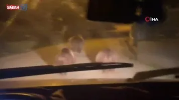 Devrek’te aç kalan ayılar köye indi