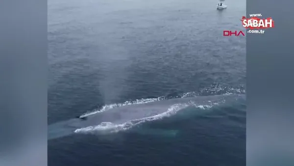 ABD'de okyanus kıyısında balıkçıları korkutan dev mavi balina kamerada | Video
