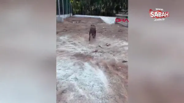 Tayland'ın şanslı sokak köpeği; ünlü rockçı sahiplendi | Video