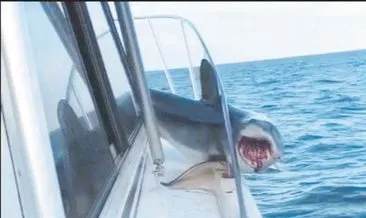 Köpekbalığı tekneye atladı