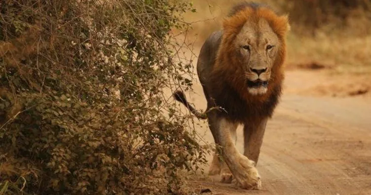 Ulusal parktan dört aslan kaçtı