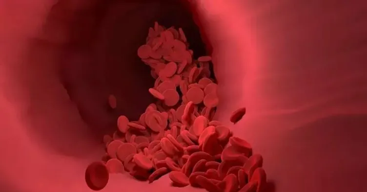 İnsan Vücudunda Kaç Litre Kan Var? Erkeklerde ve Kadınlarda Ne Kadar Kan Vardır?