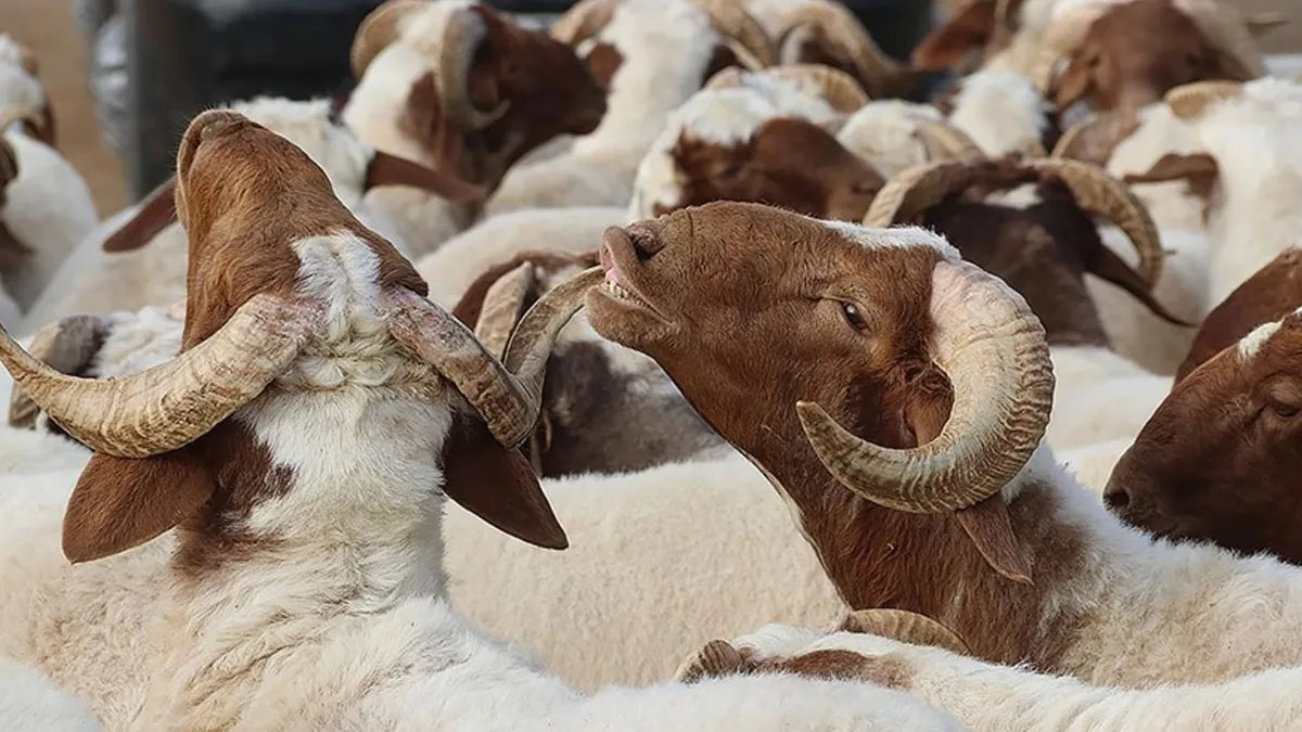 Kurban Bayramı ne zaman, tatili kaç gün, neden kutlanır? Diyanet takvimi açıklandı!