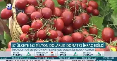 Türkiye dünyaya domates ihraç ediyor
