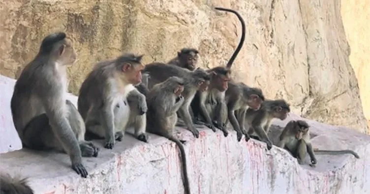 Maymun çetelerinin savaşında 7 kişi öldü