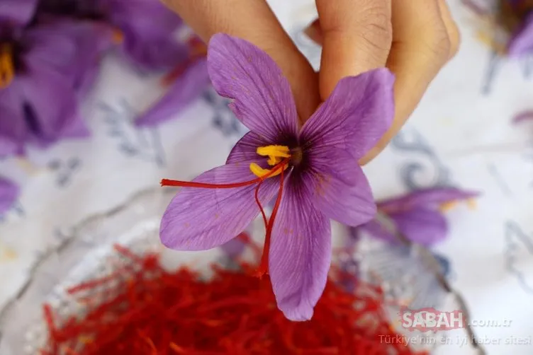 'Kırmızı altın' hasadı başladı!