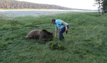 Bolu’da gölette silahla vurularak öldürülmüş ayı bulundu