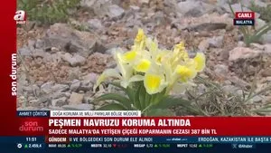 Sadece Malatya’da yetişen çiçek: Peşmen Navruzu | Video